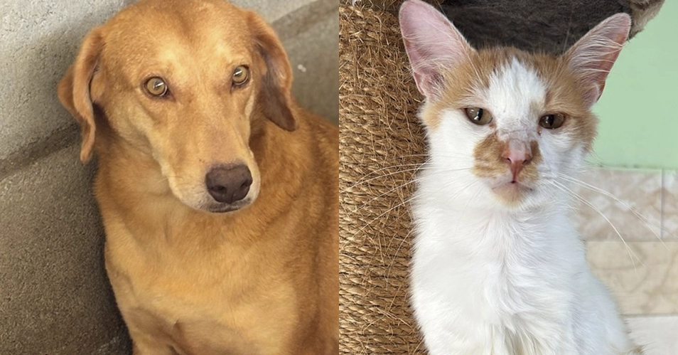 Com 600 animais abrigados, Faros D’Ajuda faz apelo por adoção