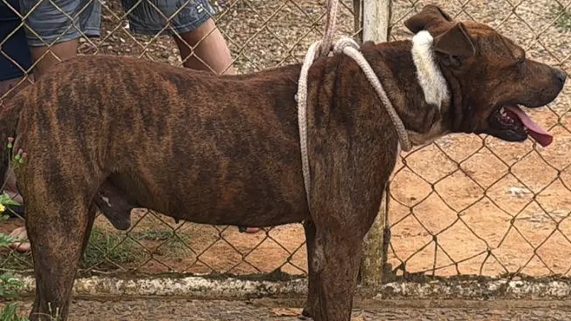 Bebê de 11 meses morre após ataque de cachorro em Socorro