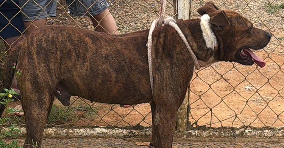 Bebê de 11 meses morre após ataque de cachorro em Socorro