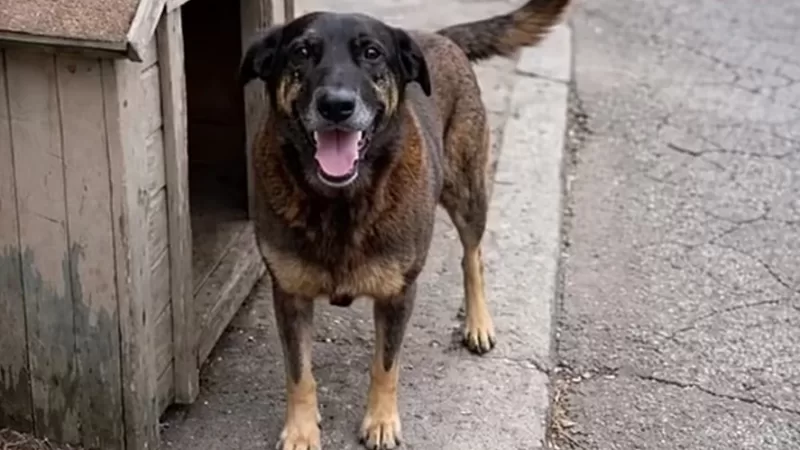 Faros D’Ajuda realiza ‘Cãominhada’ pelo cão Orelha
