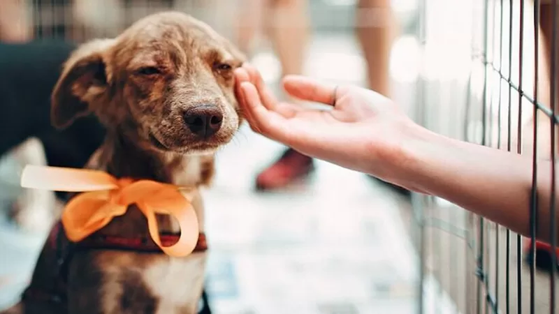 Abrigo Municipal de Cães e Gatos: Prefeitura se manifesta sobre  licitação
