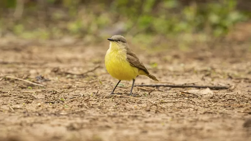 Pássaros silvestres são apreendidos na Santa Libânia