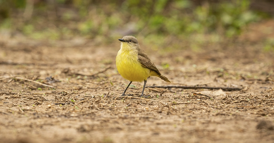 Pássaros silvestres são apreendidos na Santa Libânia
