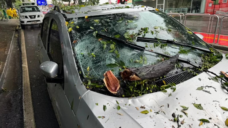 Árvore cai em cima de carro na Avenida dos Imigrantes