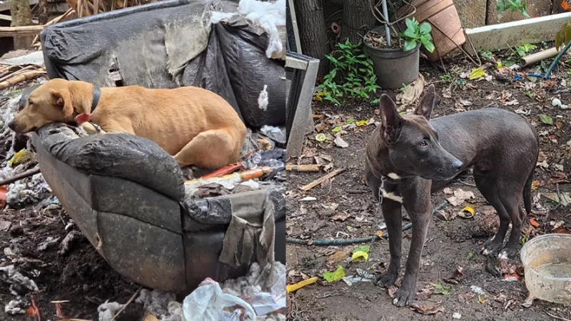 Idosa é presa por maus-tratos a 4 cachorros em Bragança Paulista