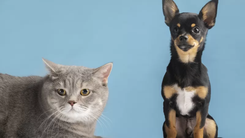 Inscrições para castração de cães e gatos abrem nesta quarta