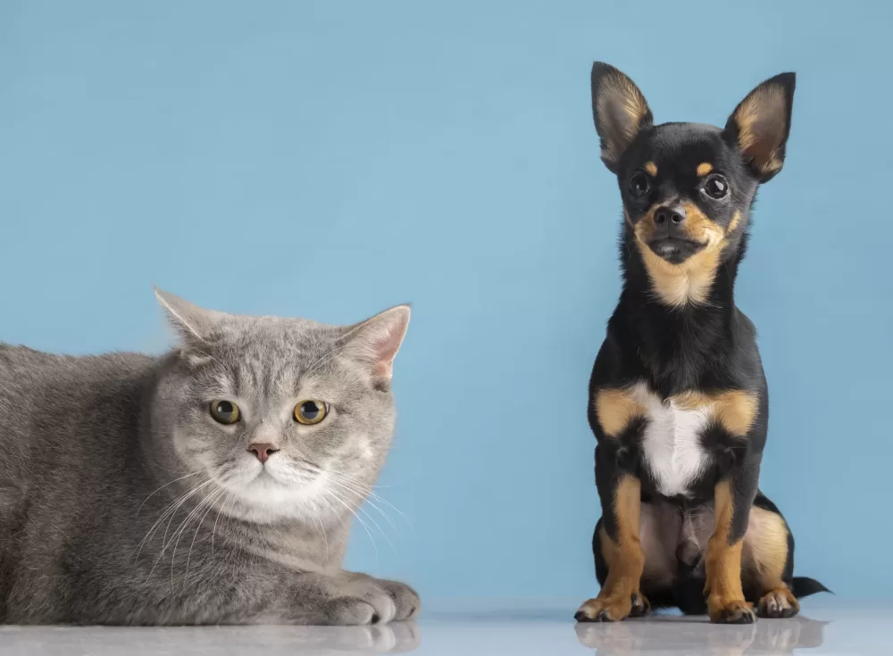 Inscrições para castração de cães e gatos abrem nesta quarta