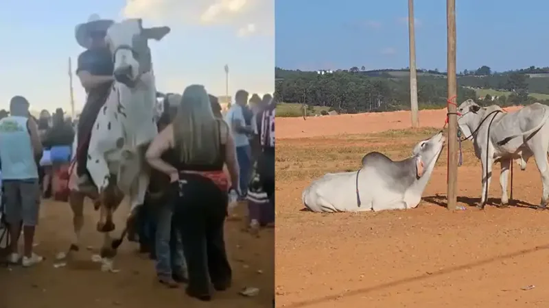 Incidente com boi, feridos e denúncias de maus-tratos marcam Cavalhada