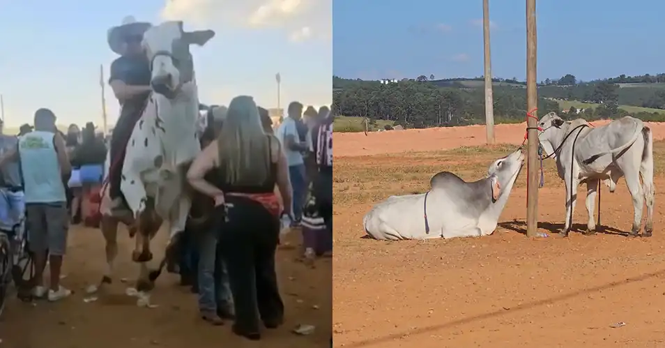 Incidente com boi, feridos e denúncias de maus-tratos marcam Cavalhada