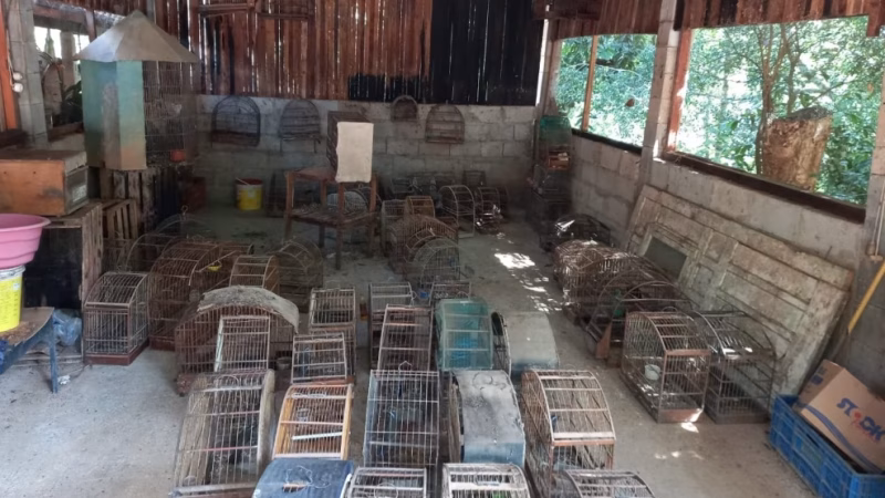 Polícia Ambiental aplica multa de R$ 586 mil e apreende 76 aves