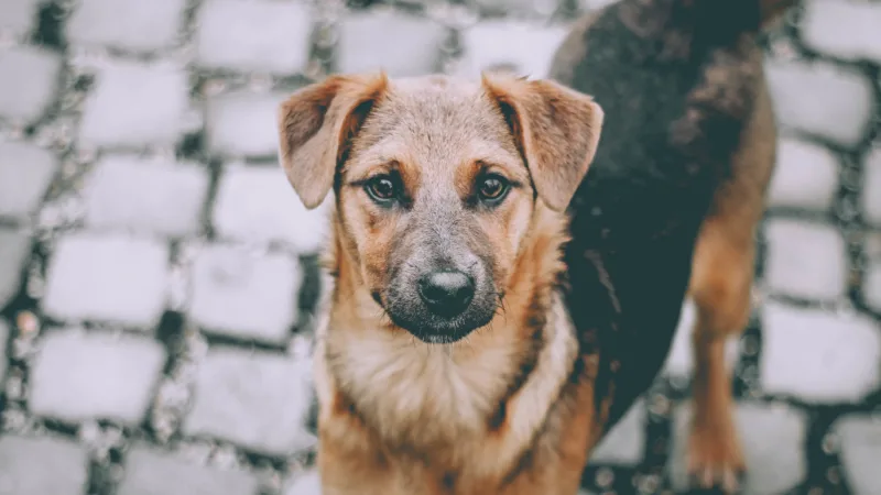 Inscrições para castração de cães e gatos em Bragança abrem nesta quarta