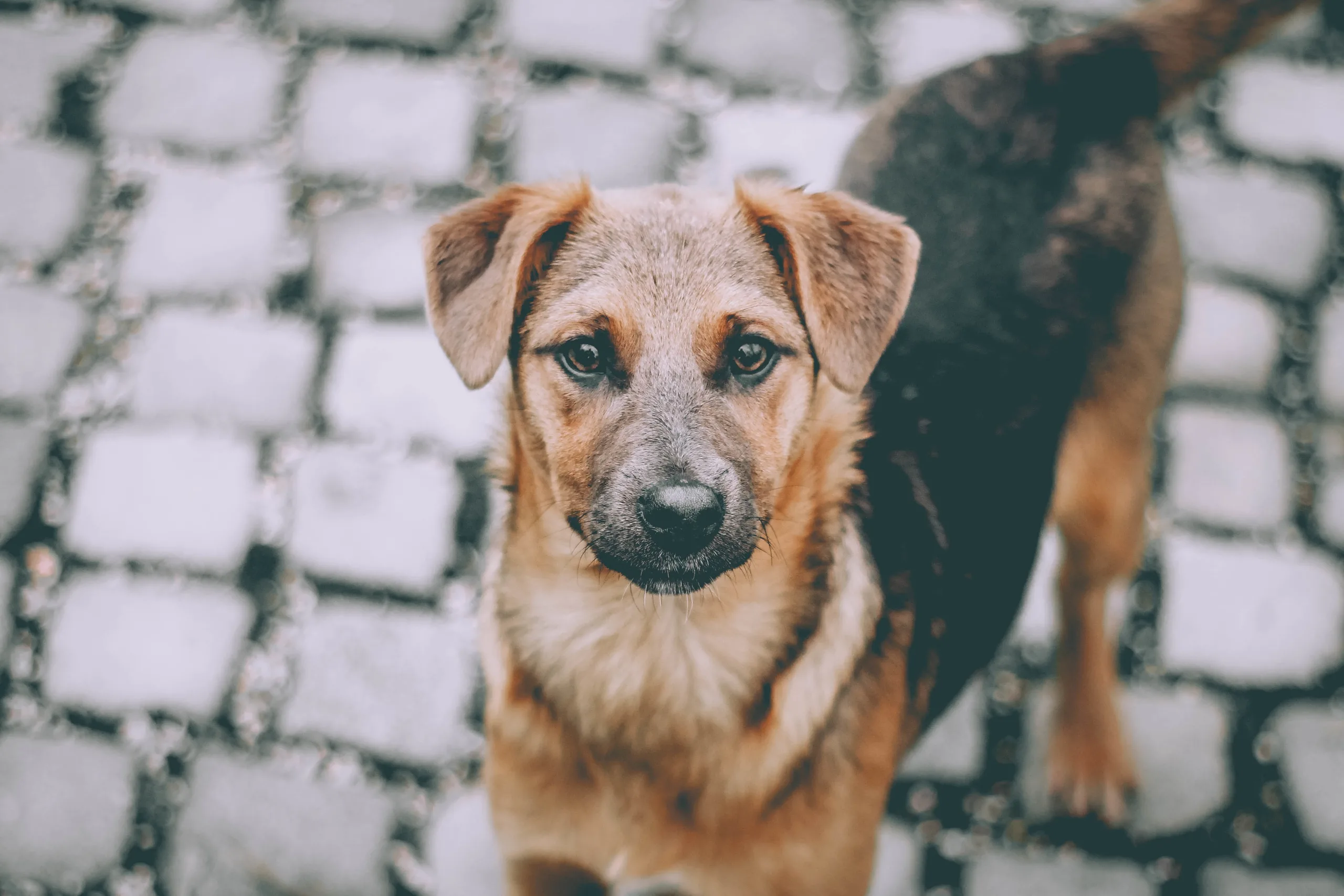 Inscrições para castração de cães e gatos em Bragança abrem nesta quarta