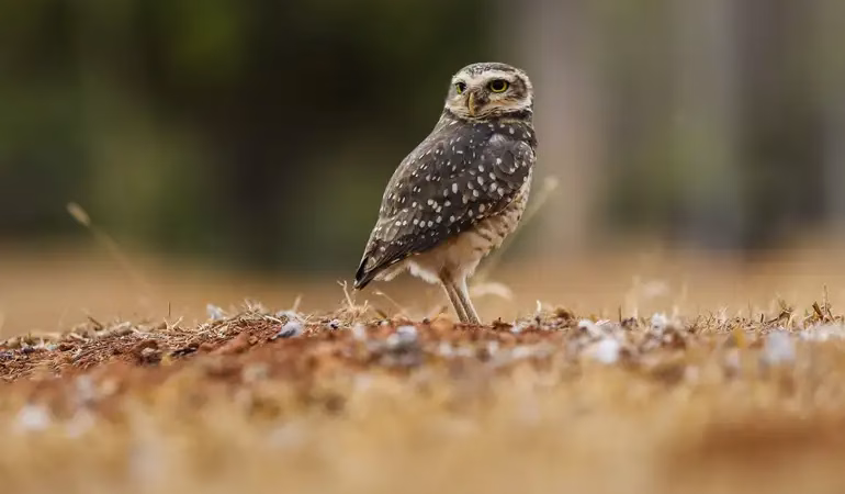 Dia da Coruja-Buraqueira é comemorado domingo em Bragança