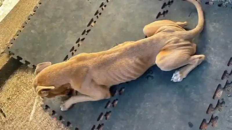 Polícia prende tutora após surpreender cão em extrema magreza