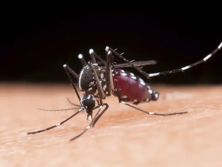 Confira dados da dengue em Bragança Paulista em 2026