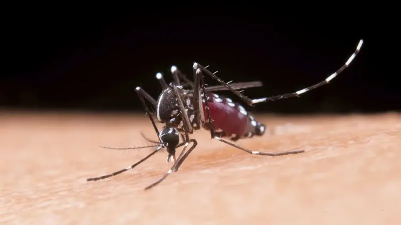 Confira dados da dengue em Bragança Paulista em 2026