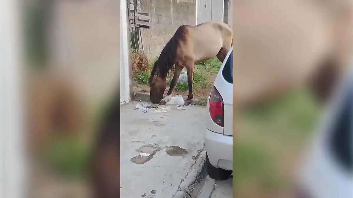 Cavalos com sinais de maus-tratos são vistos no Jd. São Miguel