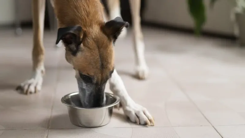 Solidariedade garante ração para cães em Bragança Paulista