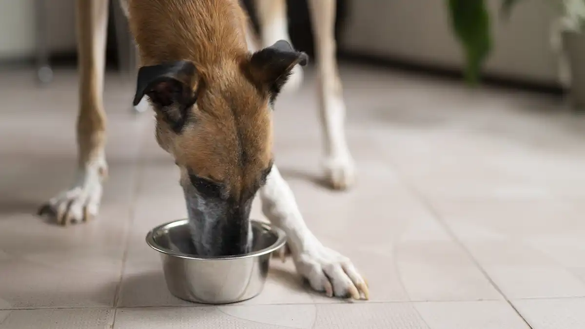 Solidariedade garante ração para cães em Bragança Paulista